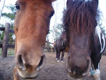 SHETTIS KURS - Vi har noen ledige plasser